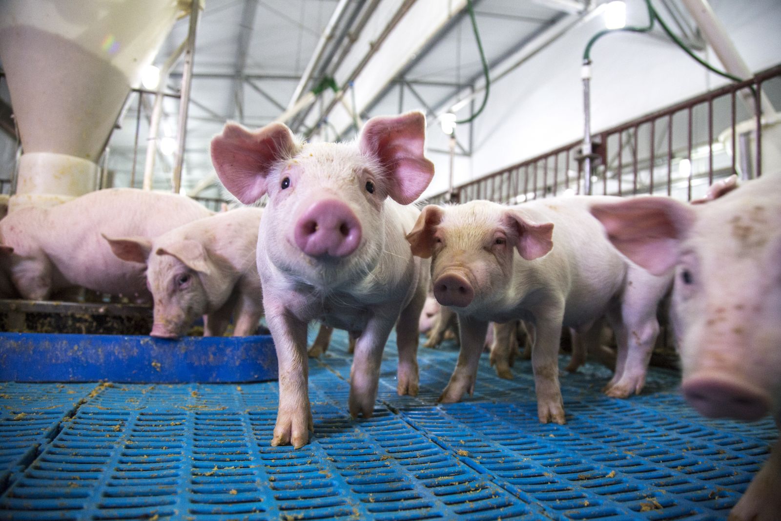 Pigs on a pig farm by artbyPixel via iStock